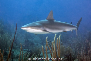 My first reef shark 2015 at Guanica, PR. by Abimael Márquez 